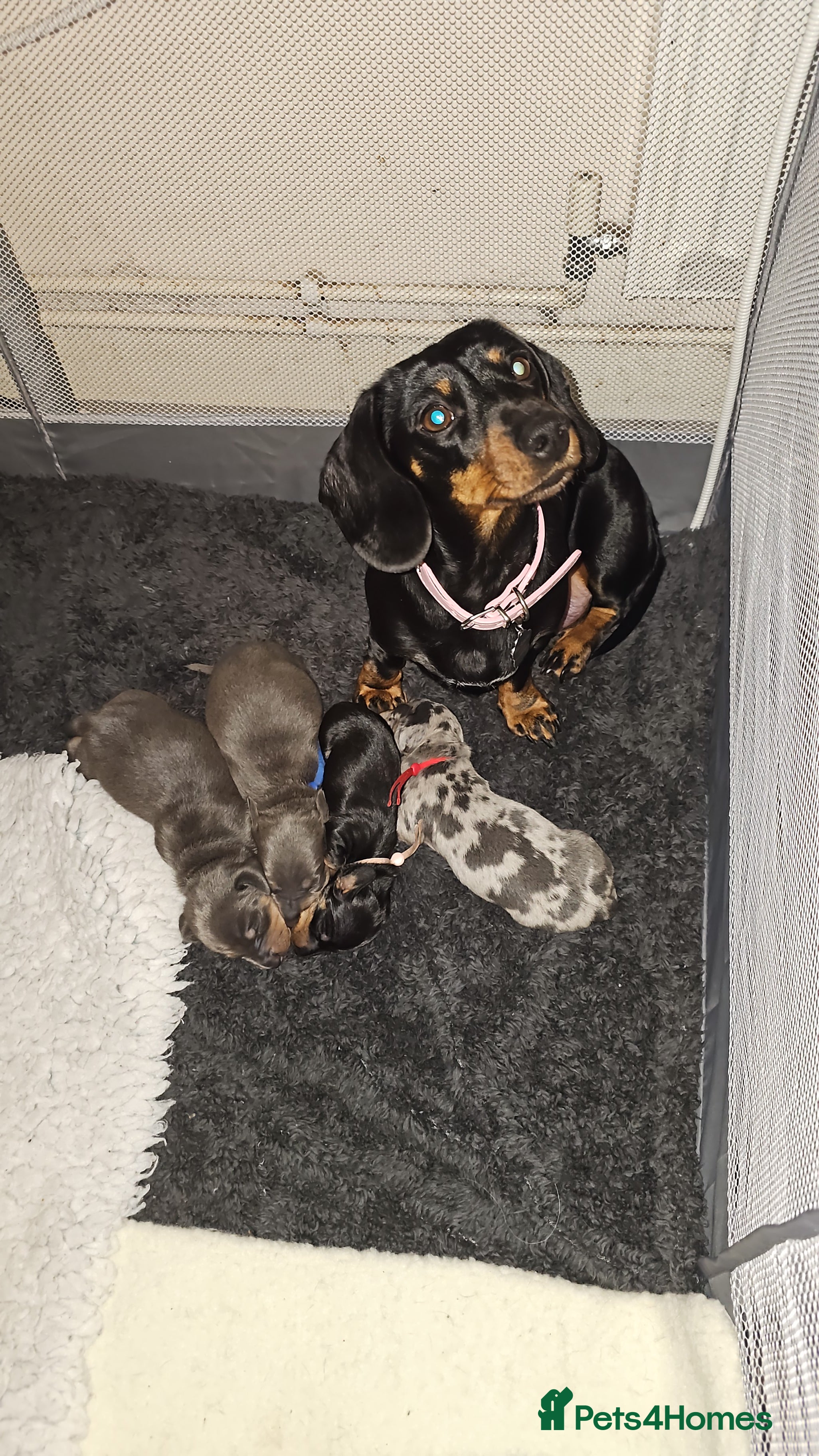 Miniature Dachshund dogs Beautiful miniature dachshund pups - Advert 1