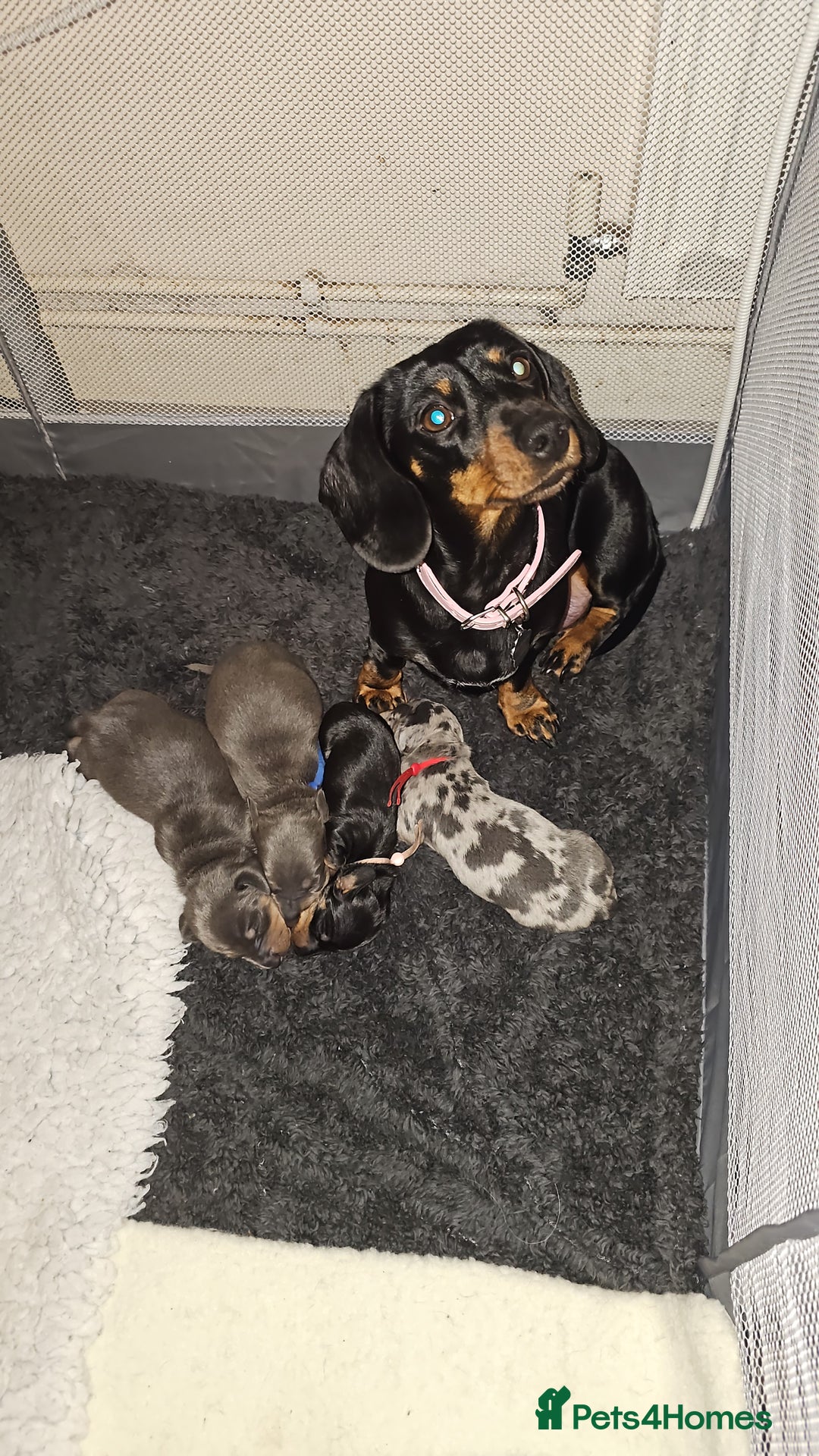 Miniature Dachshund dogs for sale: Beautiful miniature dachshund pups - Advert 1