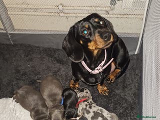Miniature Dachshund dogs Beautiful miniature dachshund pups - Advert 1