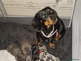 Miniature Dachshund dogs Beautiful miniature dachshund pups - Advert 10