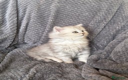 British Longhair cats for sale: Stunning fluffy Maine coon x british longhair  - Image 14