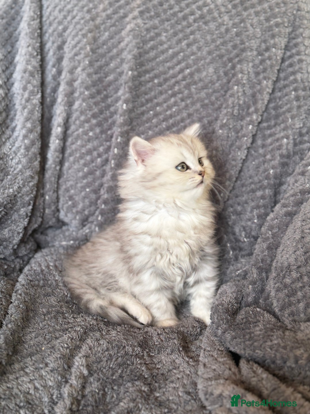 British Longhair cats for sale: Stunning fluffy Maine coon x british longhair  - Image 14