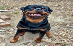 Rottweiler dogs for stud: Rottweiler Dog for Stud - Image 3