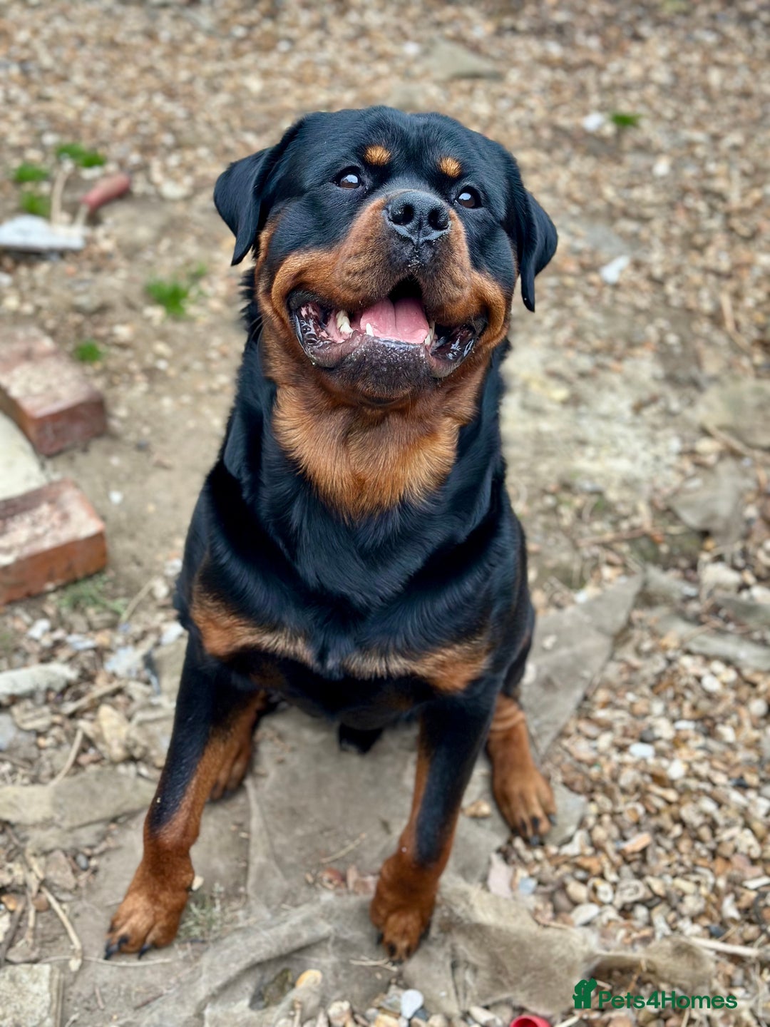 Rottweiler dogs for stud: Rottweiler Dog for Stud - Image 3