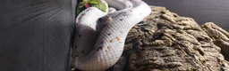 Corn Snake reptiles for sale: 4 x Snakes & Full Setups  - Advert 12