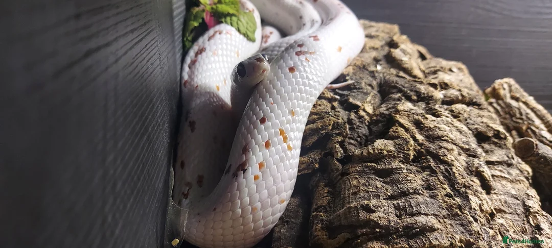 Corn Snake reptiles for sale: 4 x Snakes & Full Setups  - Advert 12