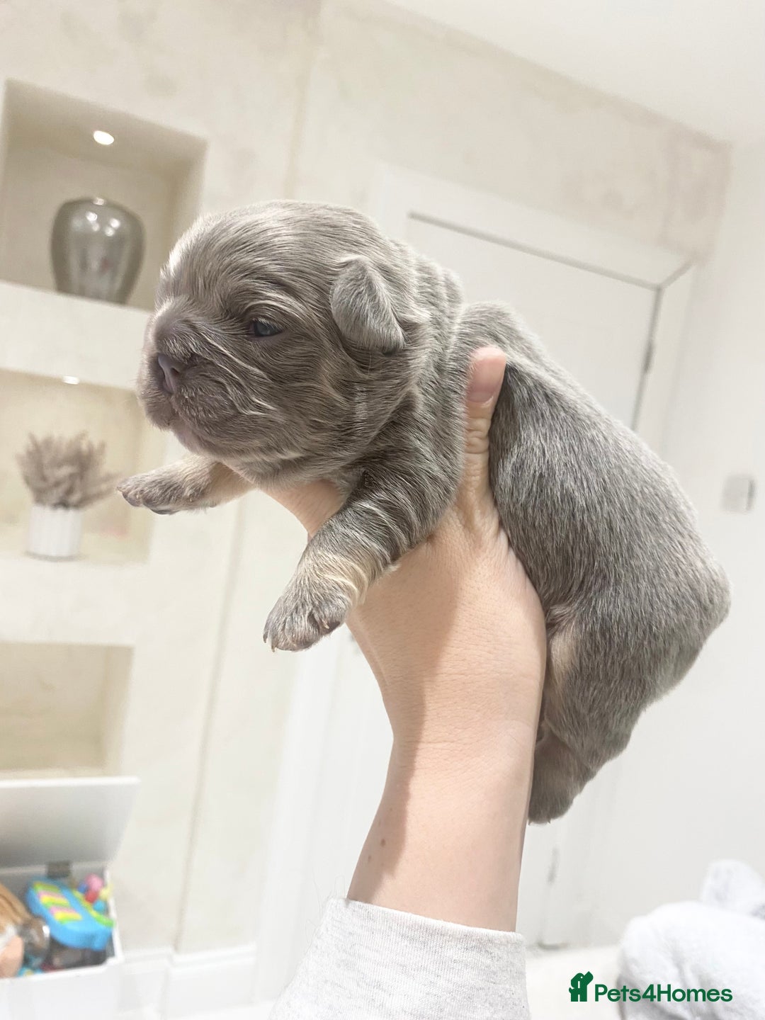French Bulldog dogs for sale: TINY TEDDY BEAR FRENCH BULLDOG PUPS  - Advert 10
