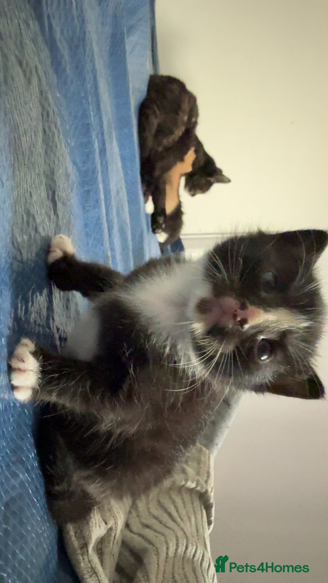 Domestic Shorthair cats for sale: 6 beautiful babies 5 boys and 1 girl - Image 21
