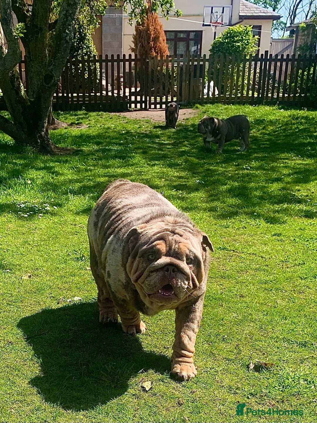English Bulldog dogs for sale:  **  only - Advert 3