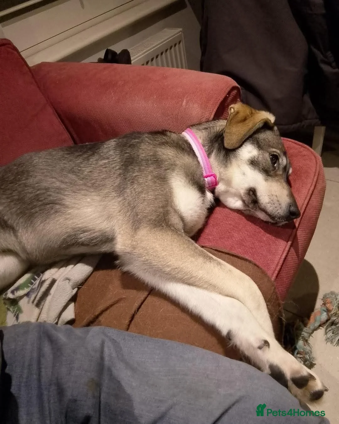 Mixed Breed dogs for sale: Beautiful Shuri - Advert 2