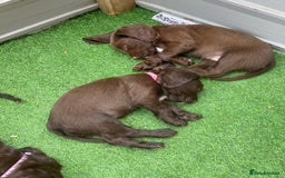 Sprocker dogs for sale: Last 2 girls available chocolate Sprockers - Image 26