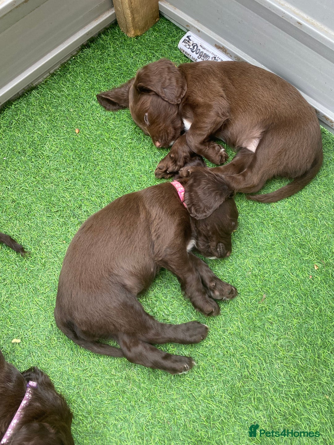 Sprocker dogs for sale: Last 2 girls available chocolate Sprockers - Image 26