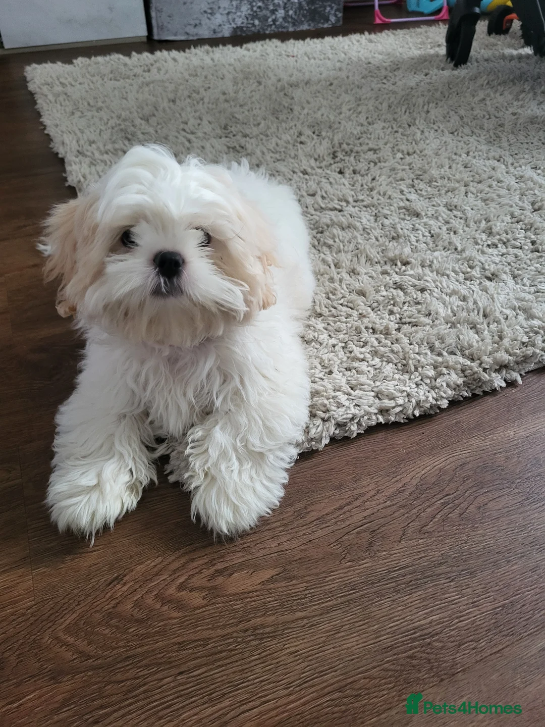 Shih Tzu dogs for sale:  Puppy Bella - Advert 3