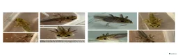 Axolotl reptiles for sale: Axolotl  - Advert 1