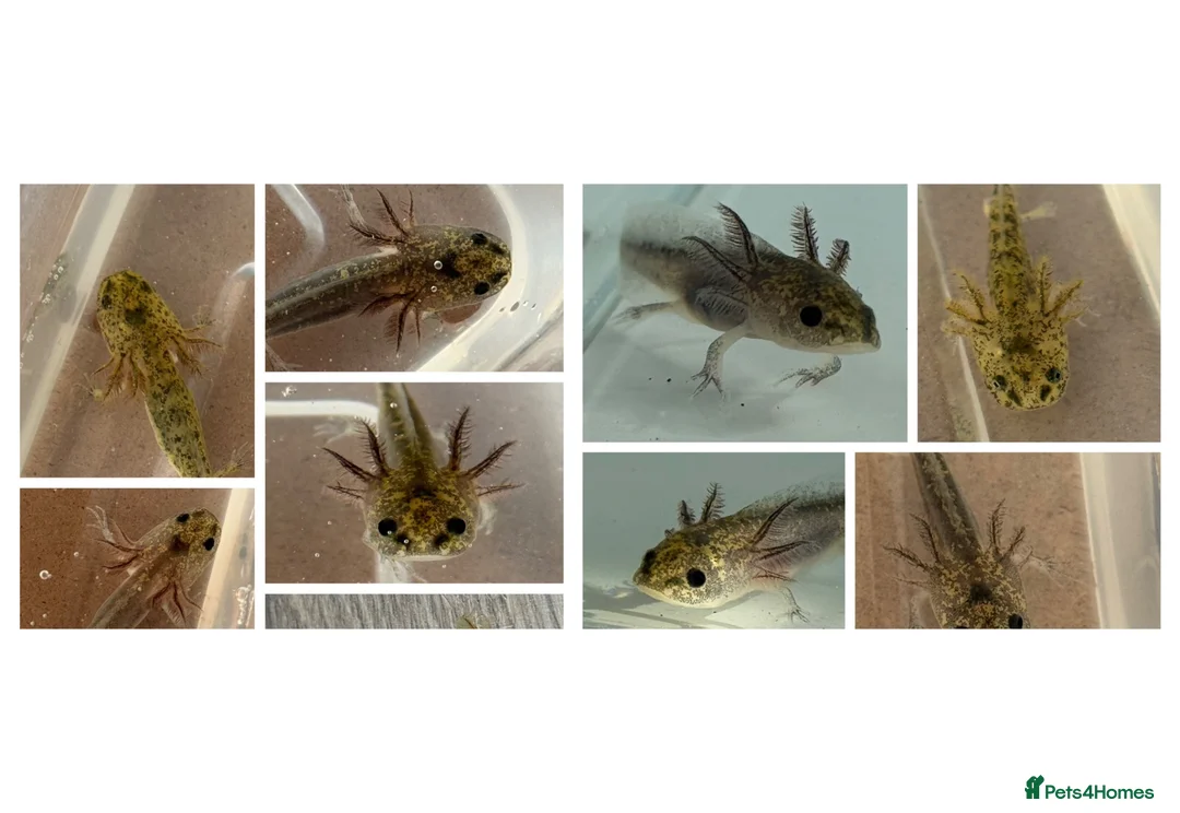 Axolotl reptiles for sale: Axolotl  - Advert 1