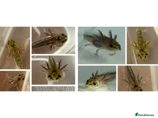 Axolotl reptiles Axolotl - Advert 2