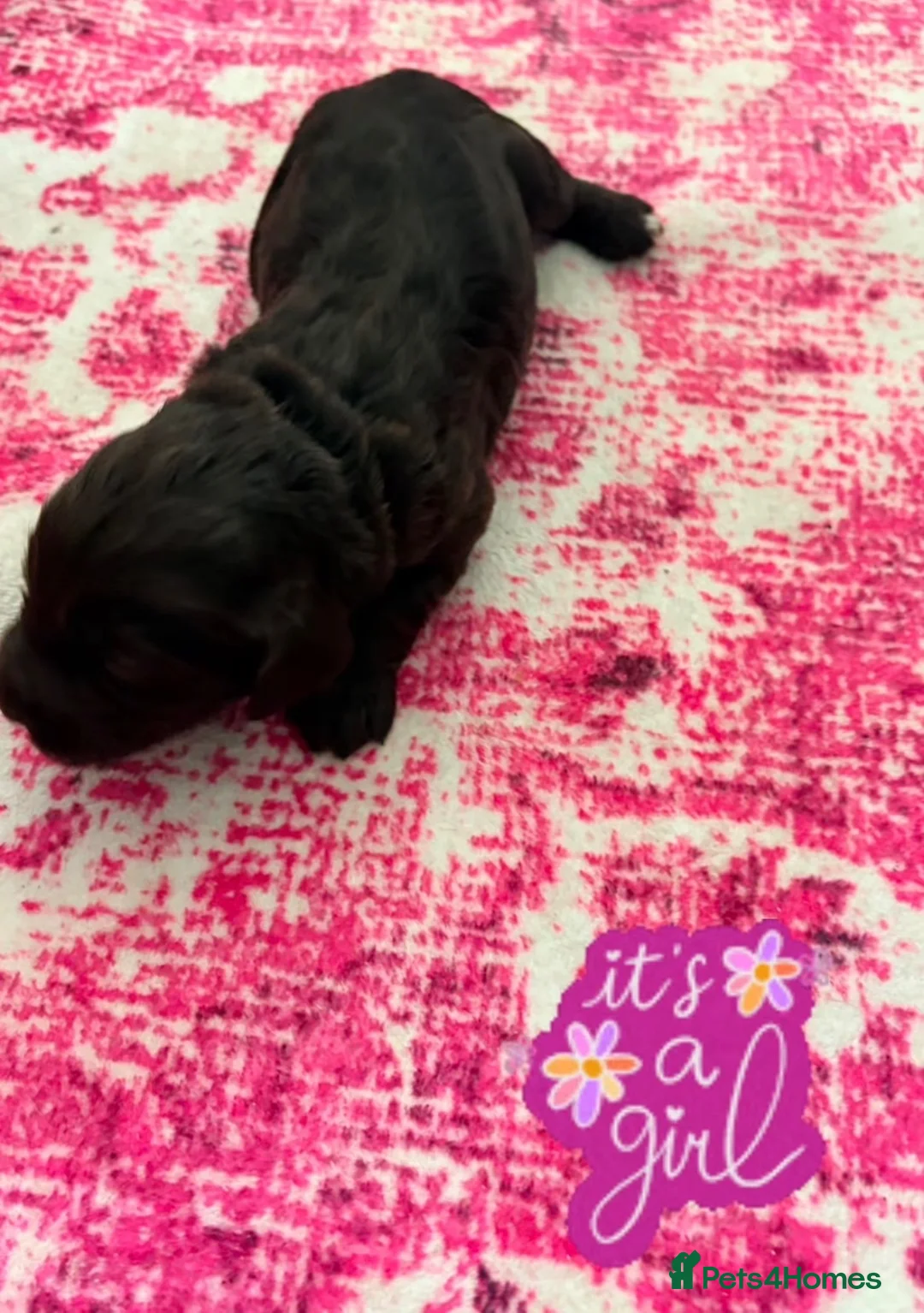 Mixed Breed dogs for sale: Cavapoo/cockapoo - Advert 8
