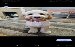 Cockapoo dogs for stud: Male cockapoo for stud 'Woody' - Image 9