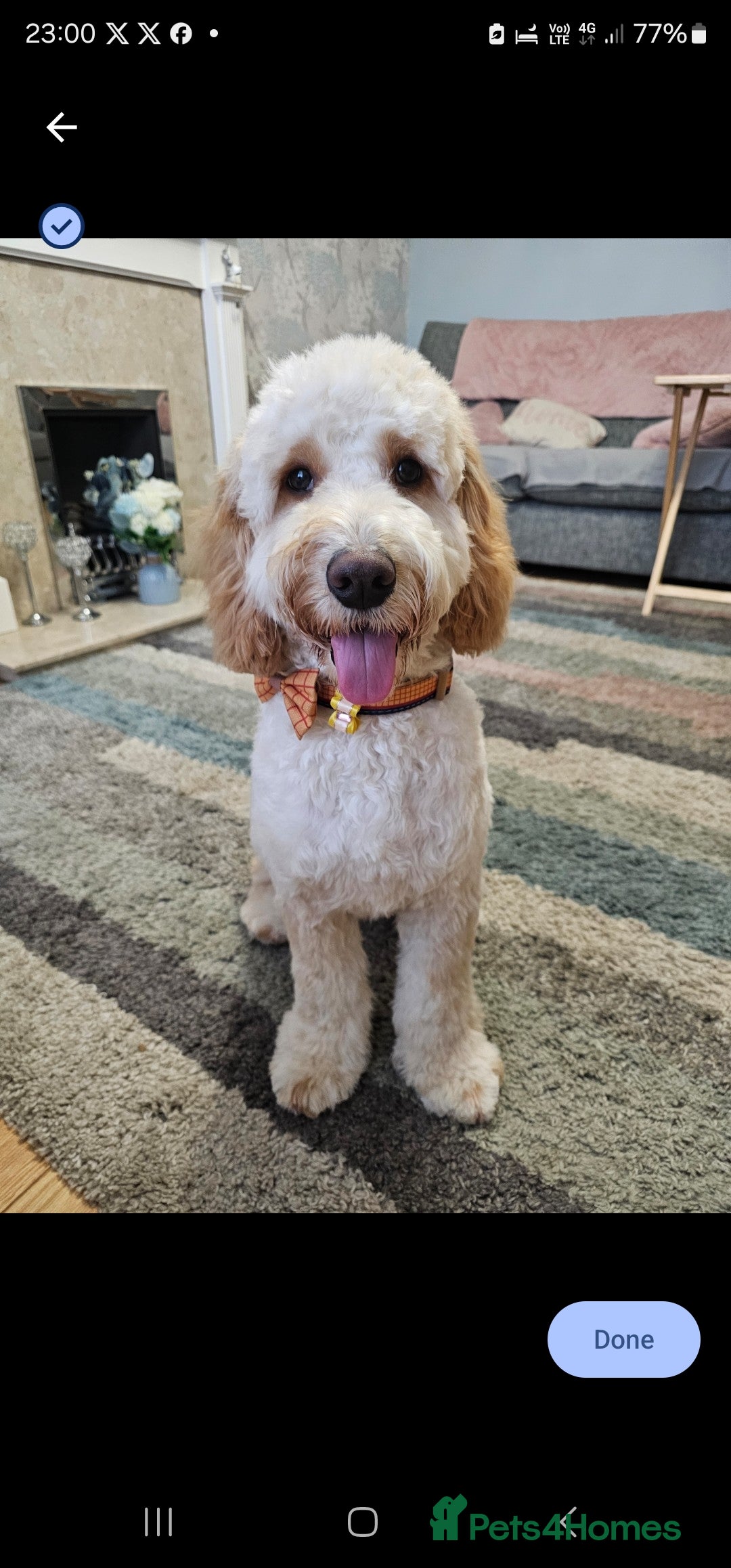 Cockapoo dogs for stud: Male cockapoo for stud 'Woody' - Image 9