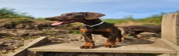 Dobermann dogs for sale: 🐕🐾 KC'D Superb little Girl Ready Now! 🏆 🐾 - Advert 13