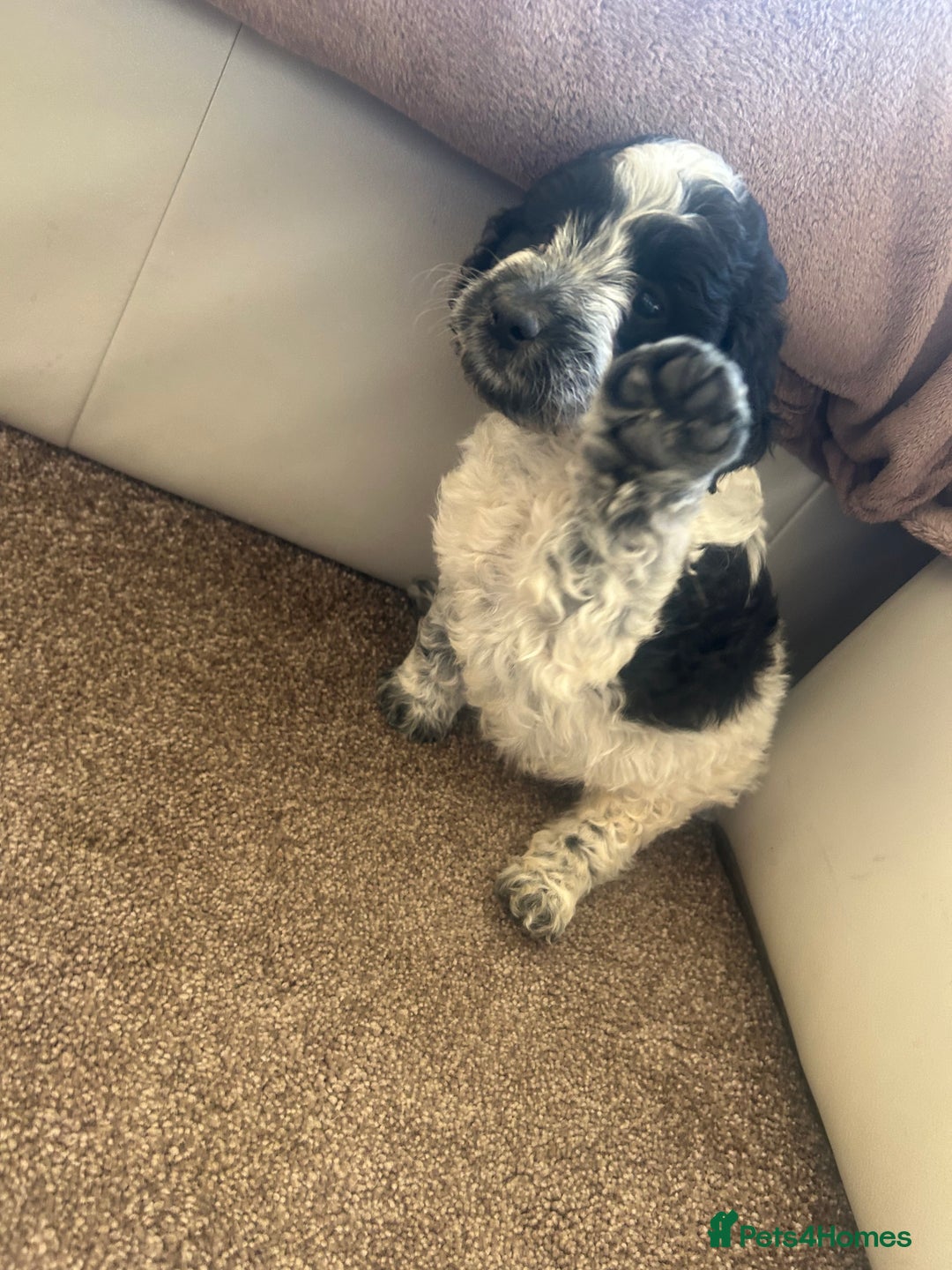 Cockapoo dogs for sale: fabulous cockapoo puppies - Image 6