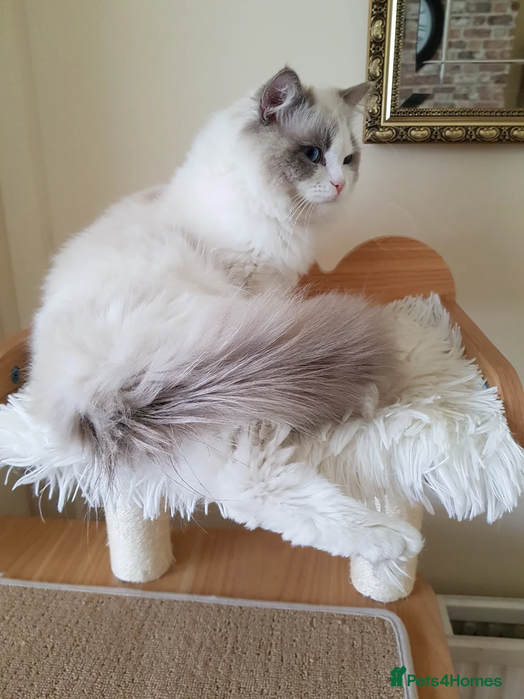 Ragdoll cats for stud: WCF/GCCF Blue Bicolour Ragdoll available for stud in Manchester - Advert 2