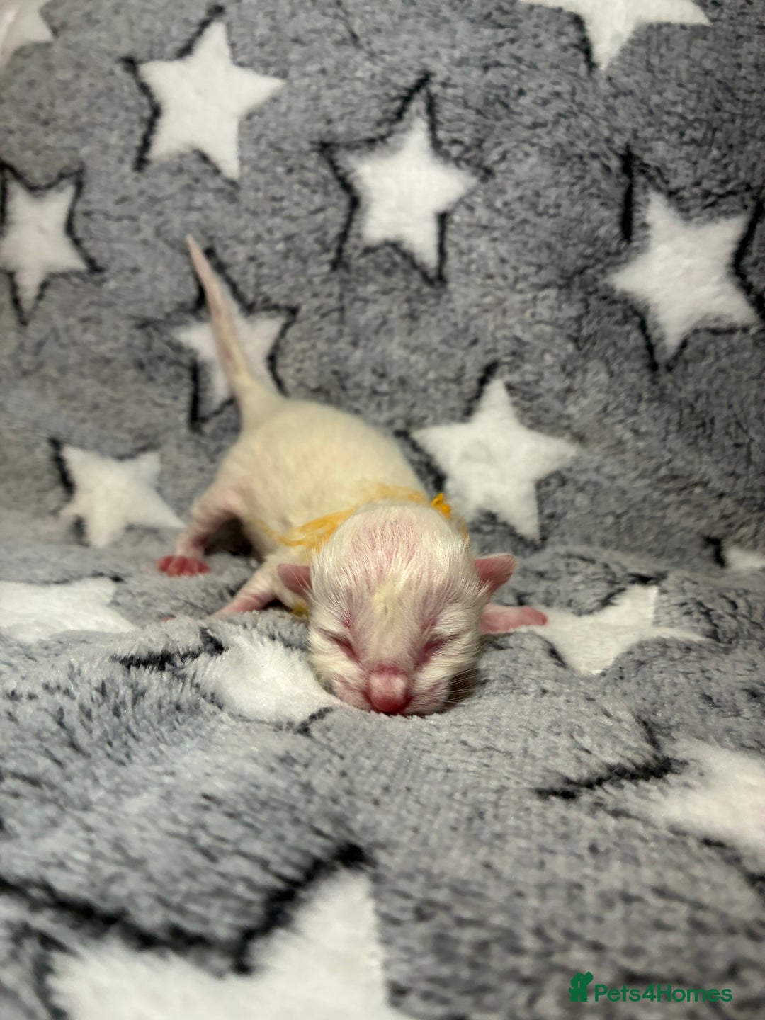 Ragdoll cats for sale: 🐾 5 Beautiful Ragdoll Kittens - Parents GCCF 🐾 - Image 11