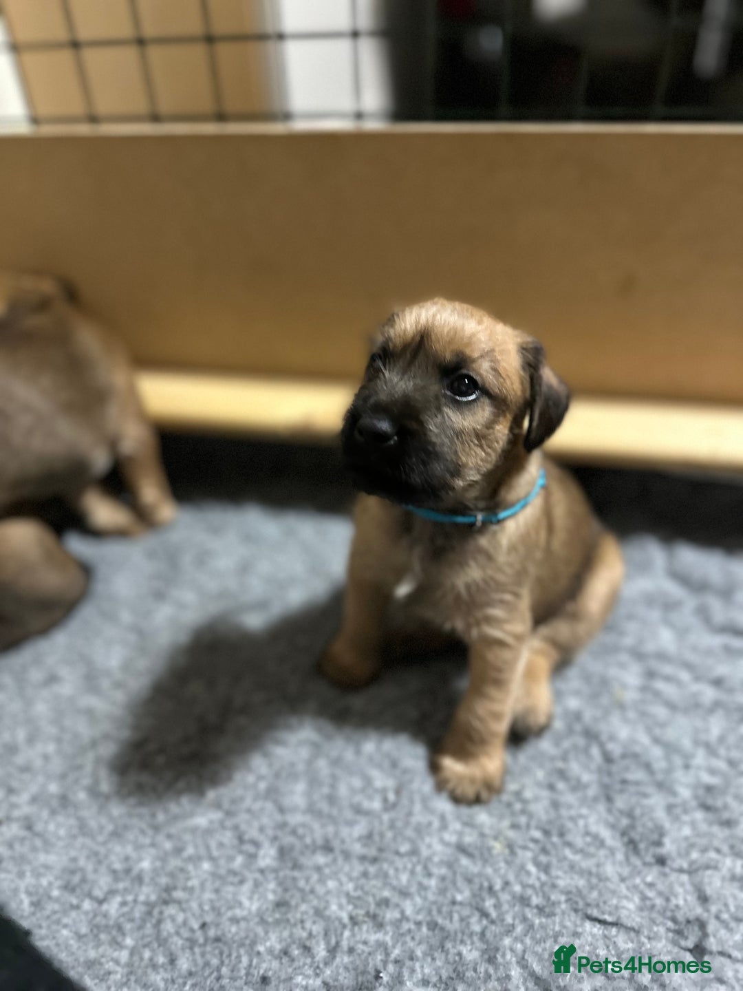 Patterdale Terrier dogs for sale: 5 Gorgeous Patterdale Puppies  - Advert 4