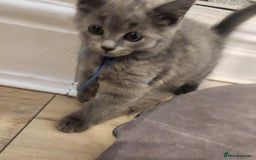 British Shorthair cats for sale: 2 beautiful boys ready now - Image 4