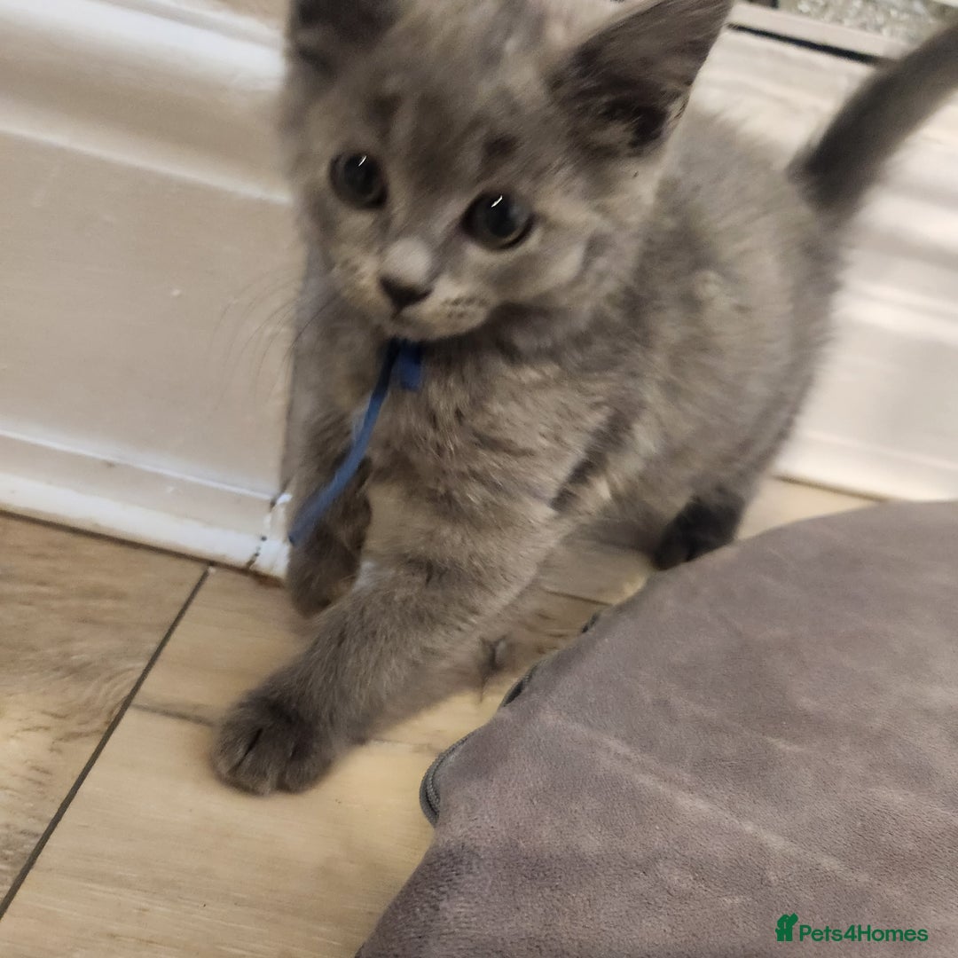 British Shorthair cats for sale: 2 beautiful boys ready now - Image 4