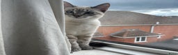 Siamese cats for sale: Beautiful Siamese Looking for a Loving Home  - Advert 9