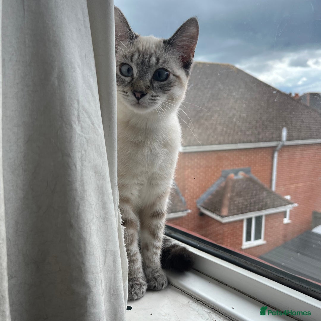 Siamese cats for sale: Beautiful Siamese Looking for a Loving Home  - Advert 9