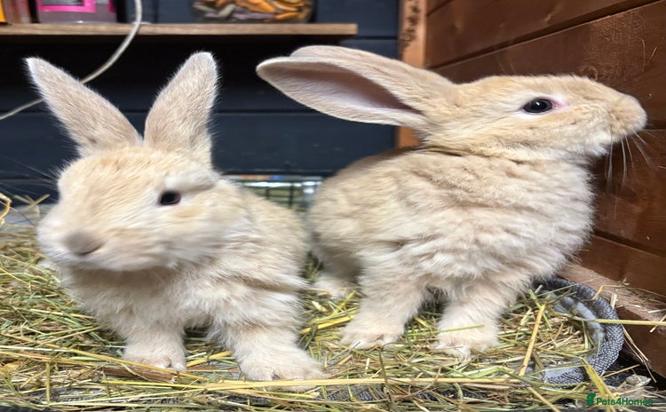 Mini Lop rabbits - Advert 3