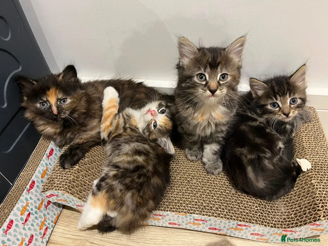 Domestic Shorthair cats for sale: 5 adorable playful kittens - Advert 1