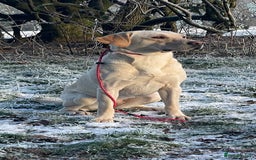 Labrador Retriever dogs for sale: Equal parts adventure and sofa buddies (Labradors) - Image 26