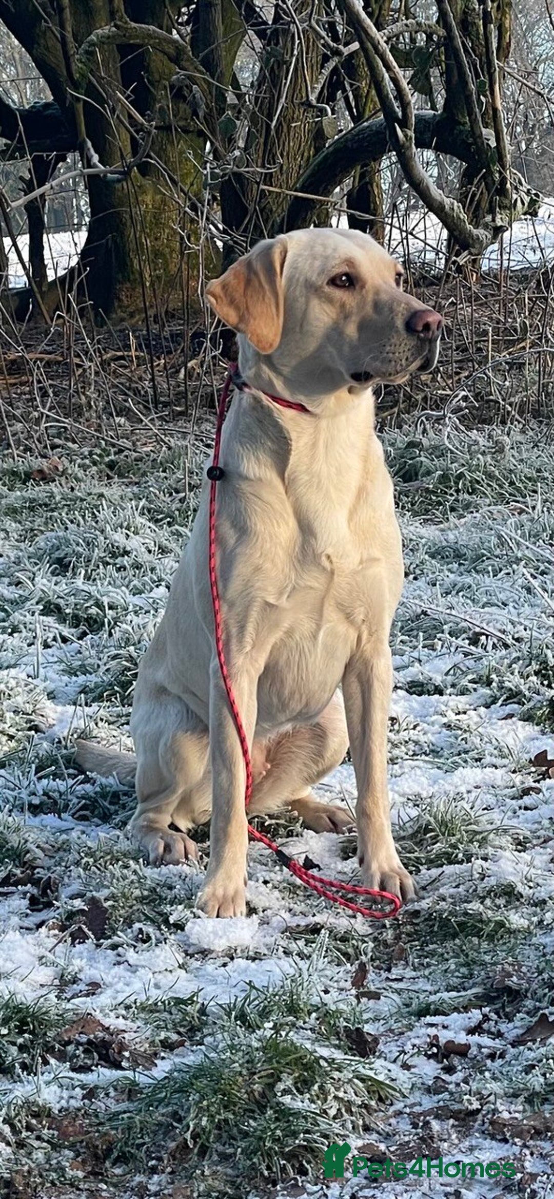 Labrador Retriever dogs for sale: Equal parts adventure and sofa buddies (Labradors) - Image 26