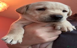 Labrador Retriever dogs for sale: 8 Beautiful Golden Labrador Puppies  - Advert 3