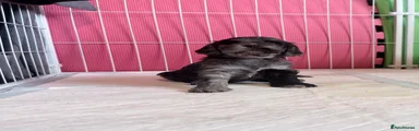 Cockapoo 3 Pink