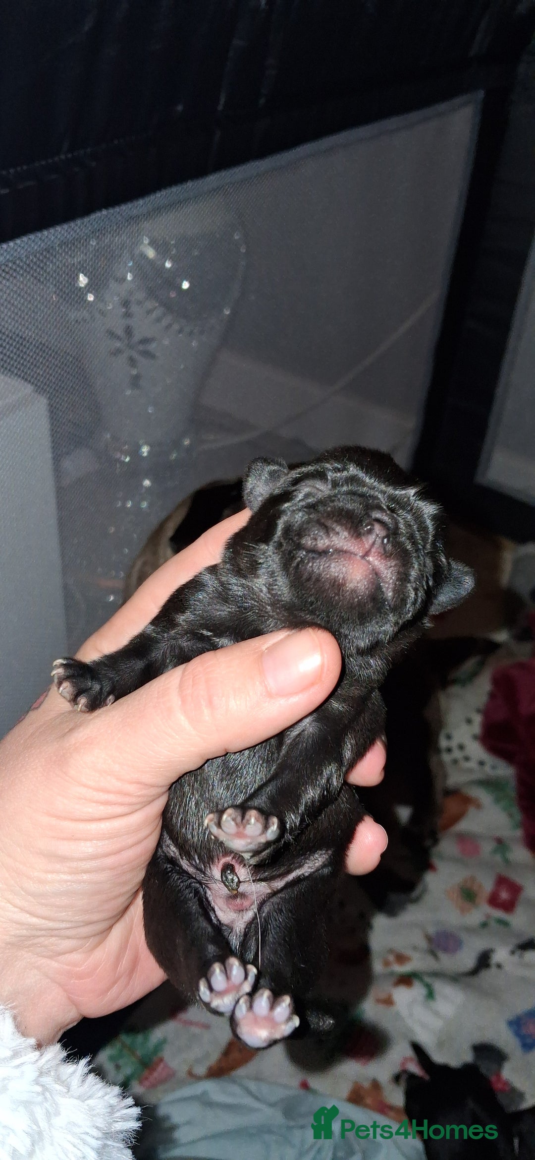 Pug dogs for sale: Boy pug - Image 2
