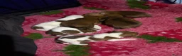 Mixed Breed dogs for sale: Puppy for sale  - Advert 4