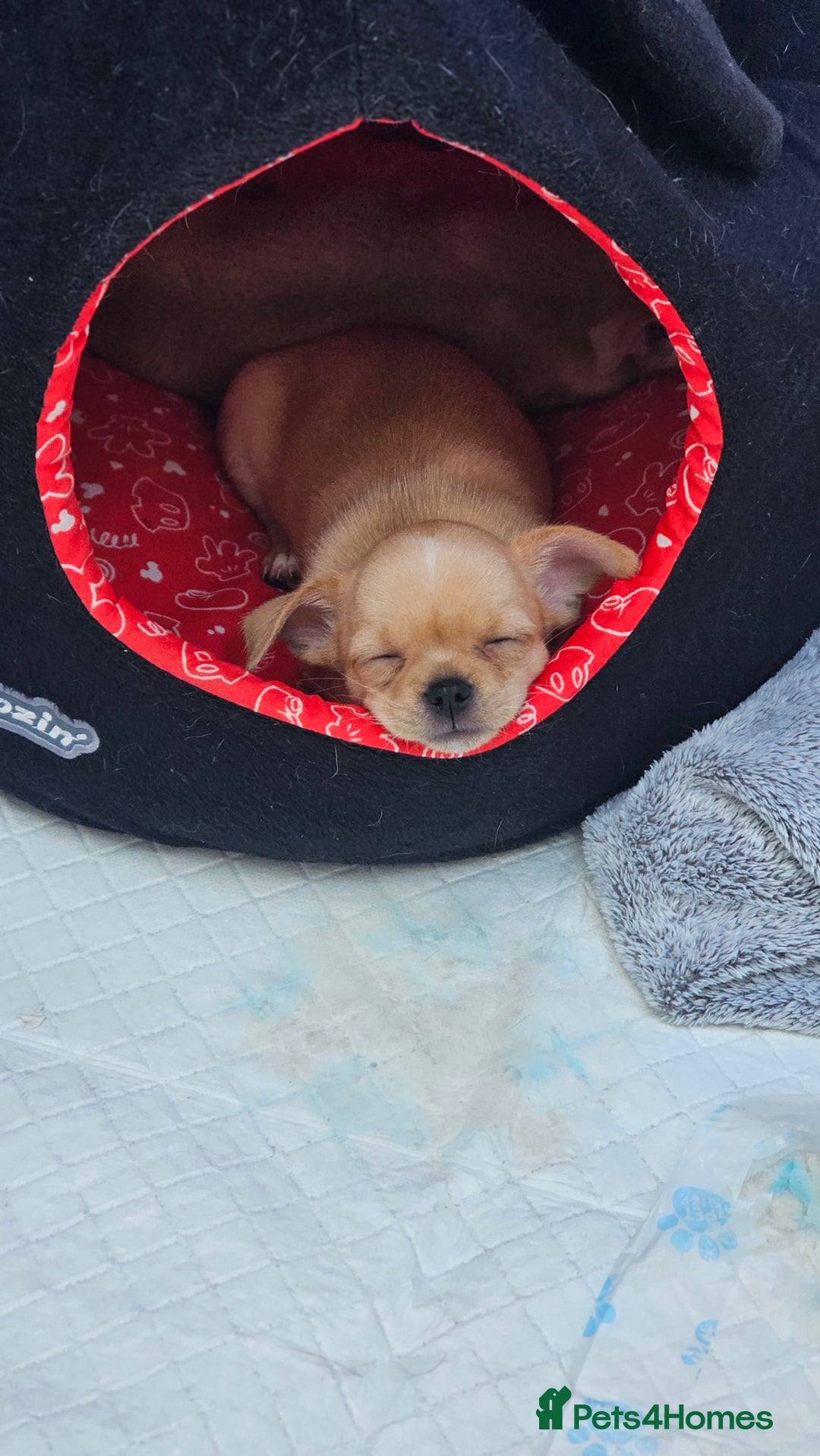 Chihuahua dogs for sale: Chihuahua puppies available  - Image 9