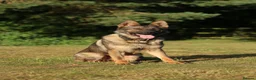 German Shepherd dogs for sale: Beautiful Trained Sable German Shepherd - Advert 4