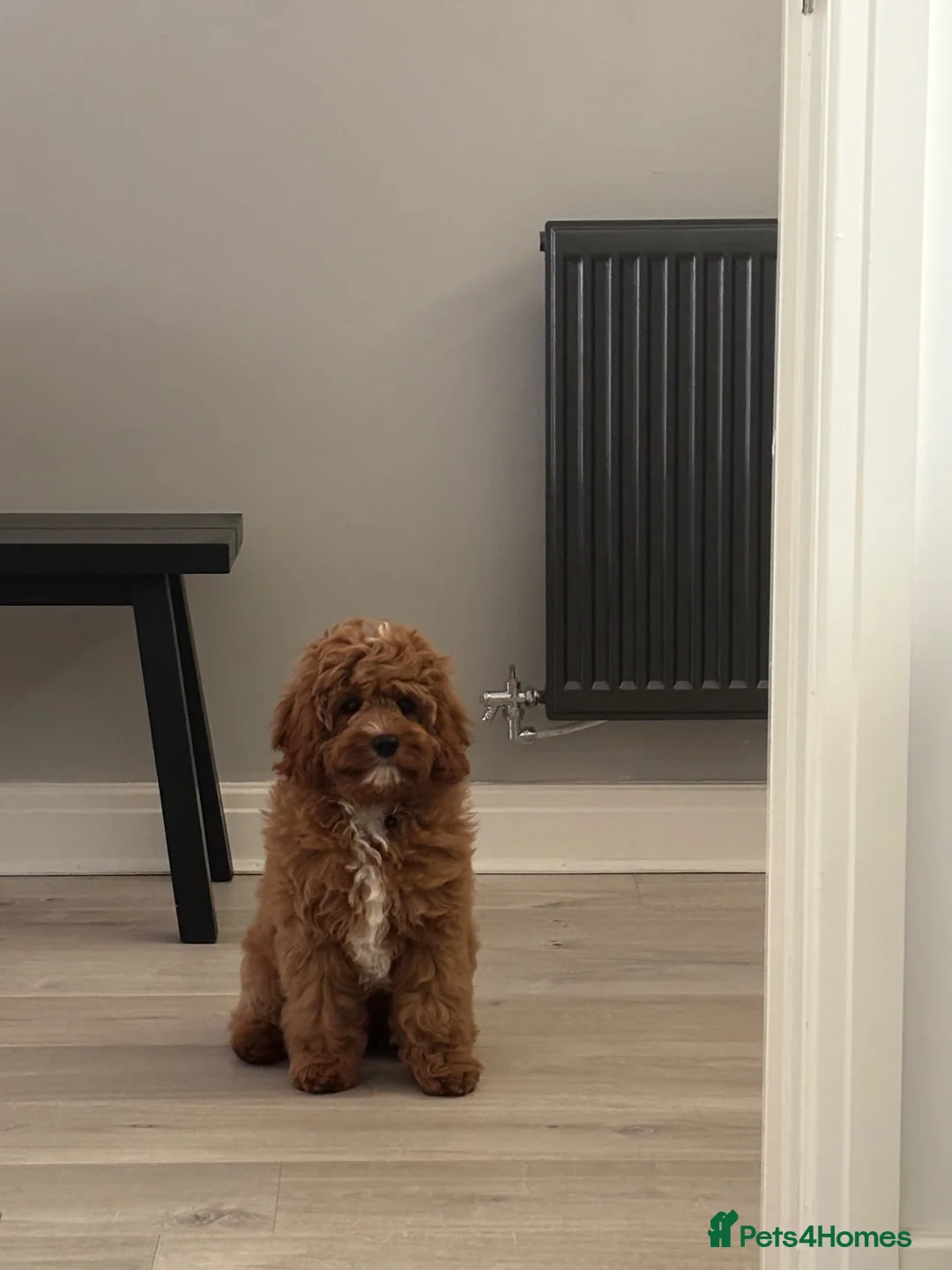 Cavapoo dogs for sale: F1 Cavapoo Puppy for a loving home  - Advert 2