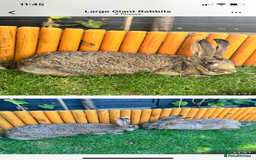 Continental Giant rabbits for sale: 3 Continental giant rabbit babies - Advert 7