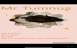 Hamster rodents for sale: Hamsters  - Image 27