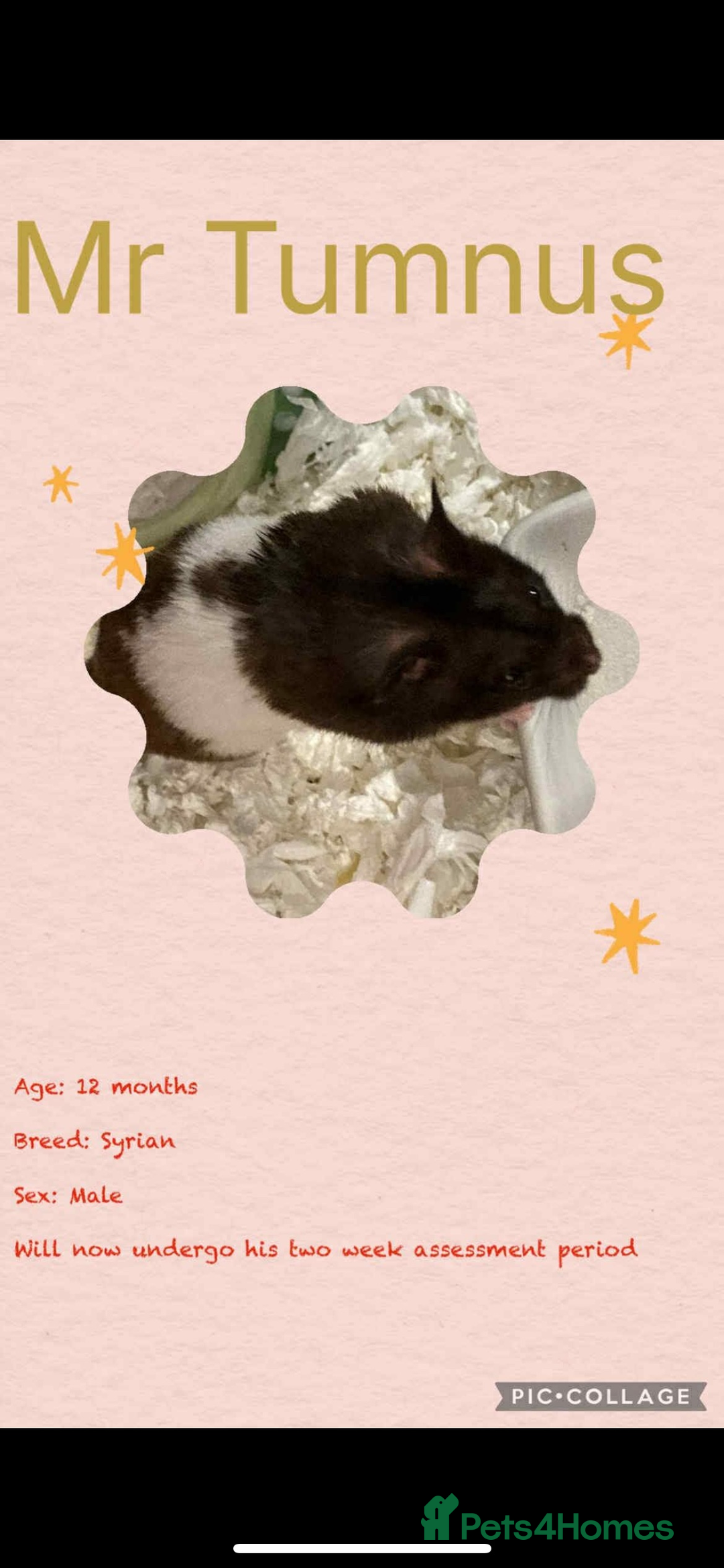 Hamster rodents for sale: Hamsters  - Image 27