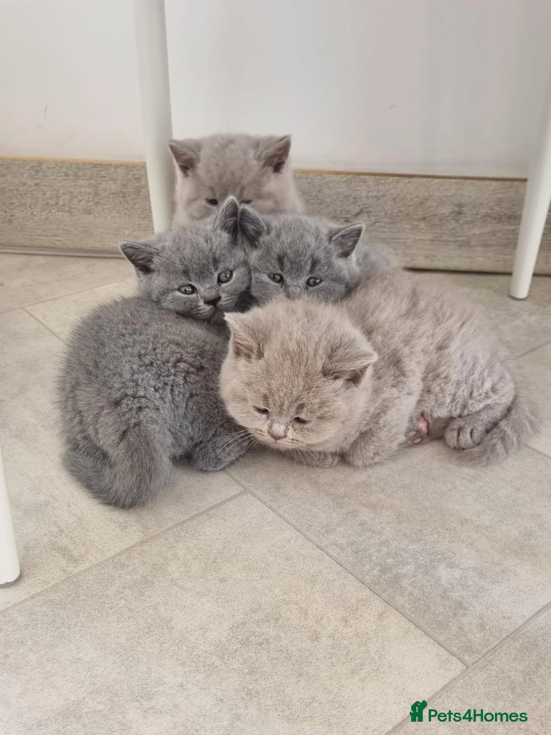 British Shorthair cats for sale: Beautiful GCCF Registered Kittens for Sale. in Northampton - Advert 5