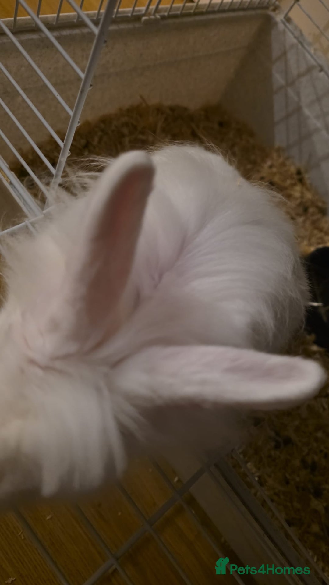 Lionhead rabbits for sale: Lionhead forsale - Advert 17