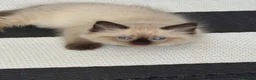 Ragdoll cats for sale: Just 2 left: Purebred female Ragdoll kittens - Advert 5