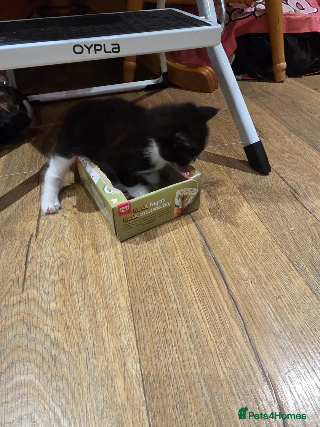 Mixed Breed cats for sale: Maine Coon X in Witham - Advert 13